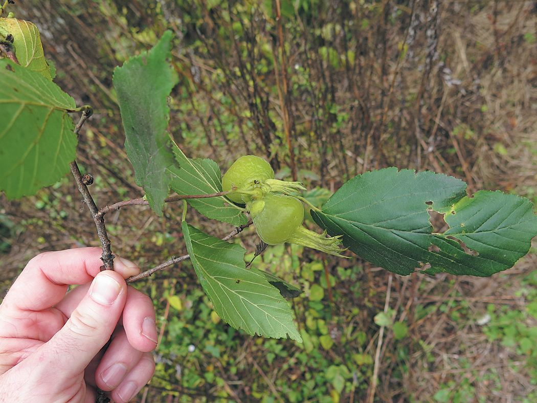 Fruit and green leaves of corylus still attached to branch in the field.