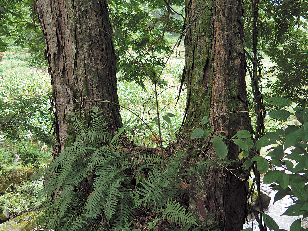 Trunk of Corylus with peeling bark