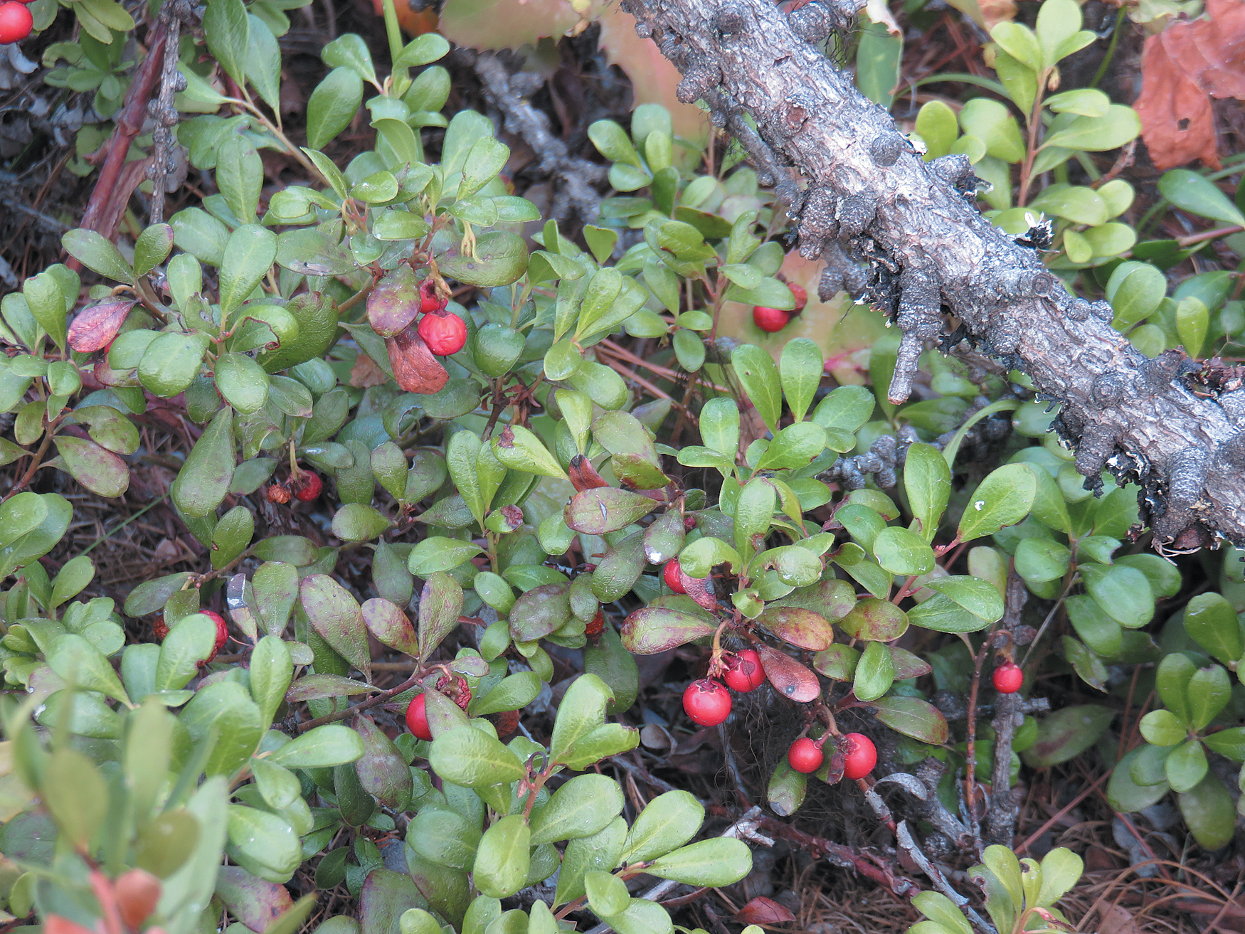 Fruit of bearberry in the wild