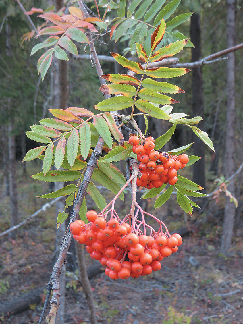 Orange fruit of mountain ash