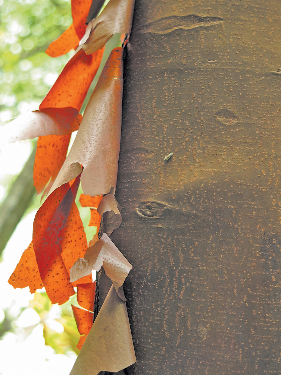 Peeling bark of paperbark maple