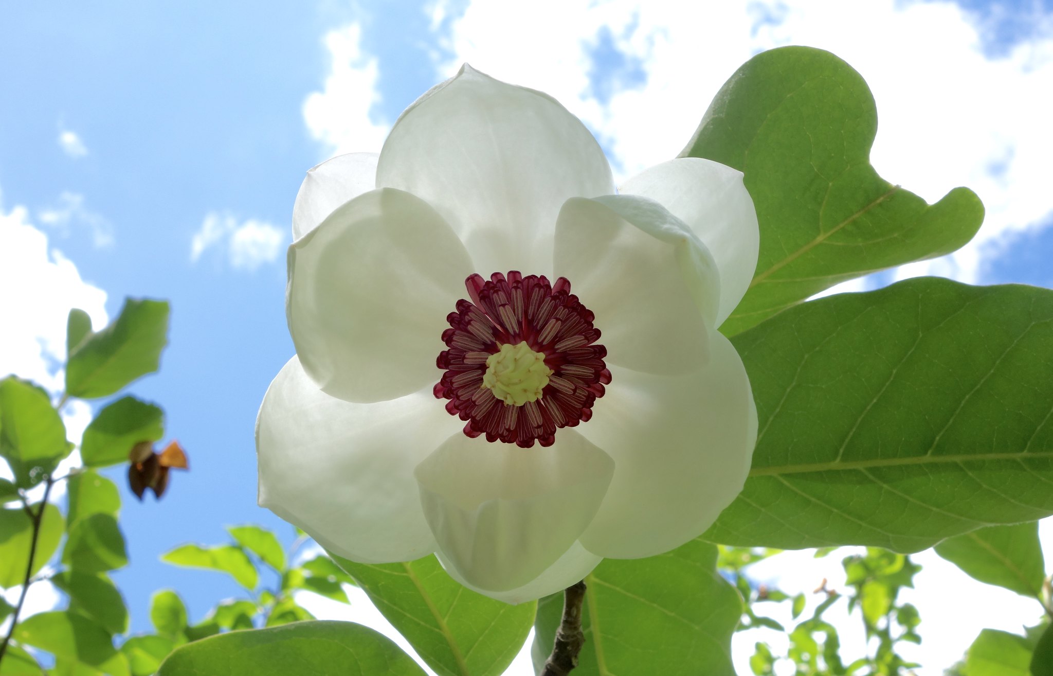 Oyama Magnolia in Full Bloom