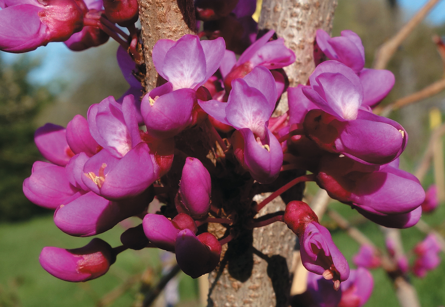 A color photo of Yunnan redbud flowers.