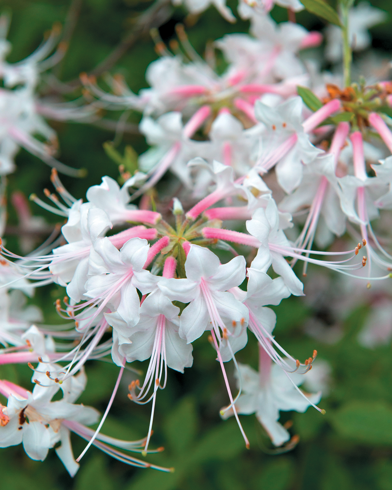 A color photo of azalea blossoms.