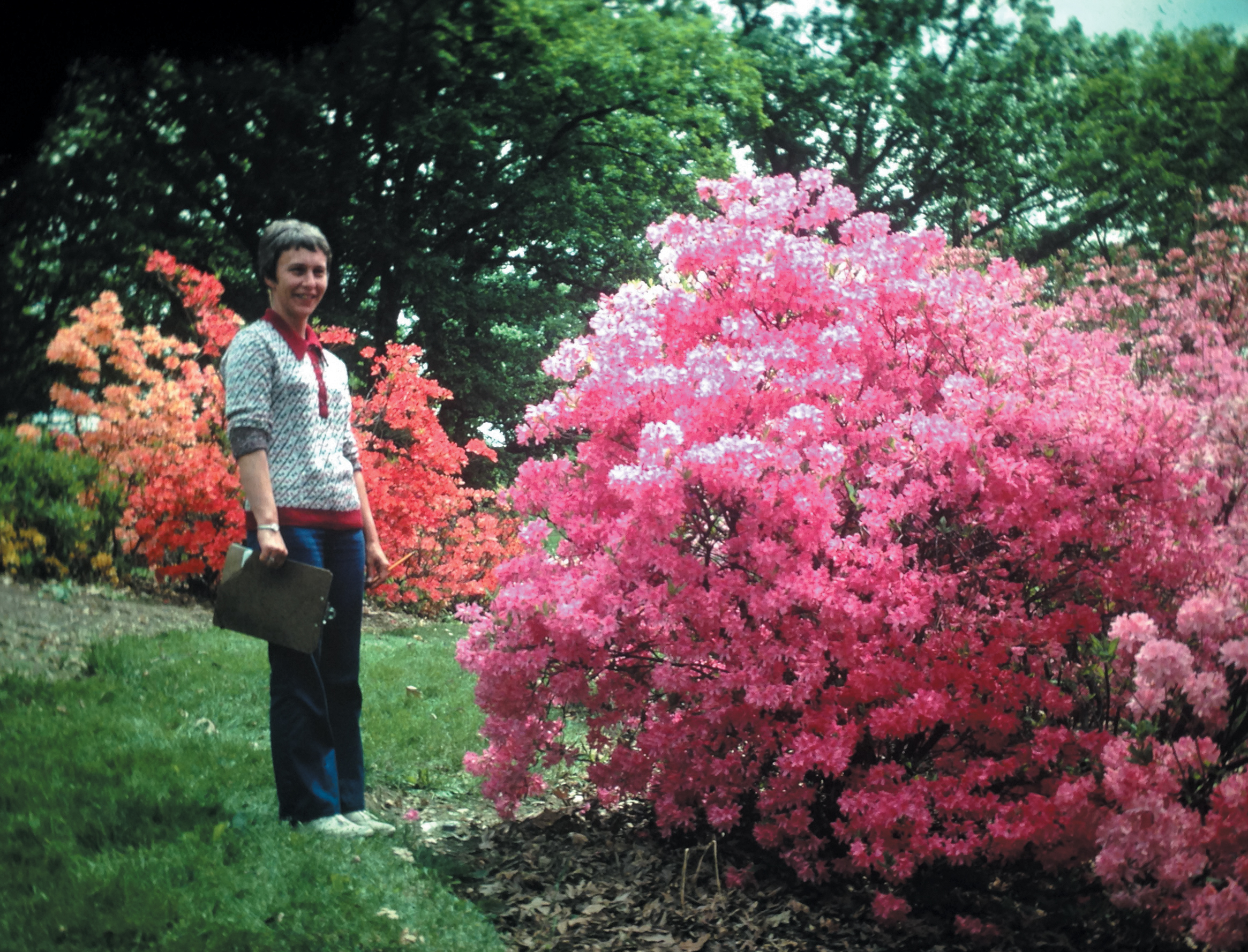 A color photo of an azalea bush.