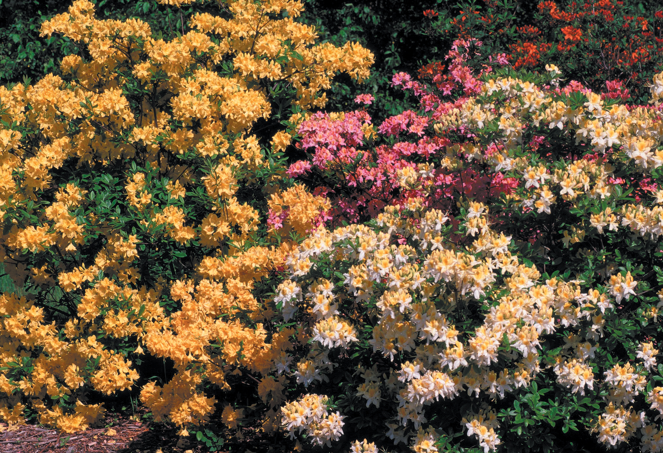 A color photo of azalea bed.