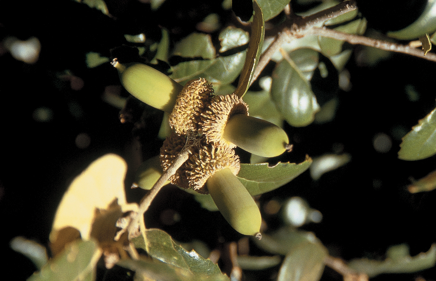 A color photo of Q. alnifolia.