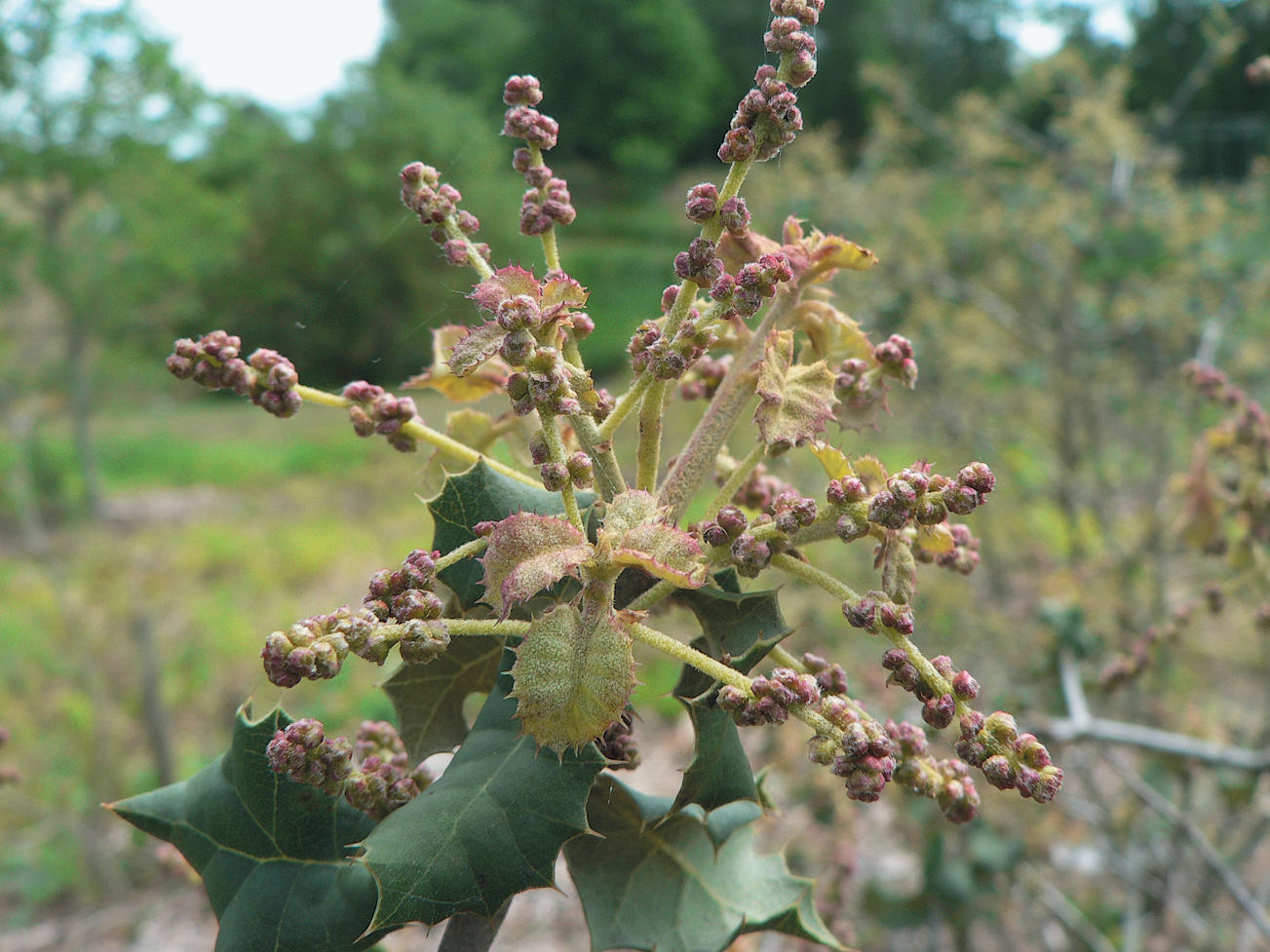 A color photo of Q. palmeri foliage and flower buds.