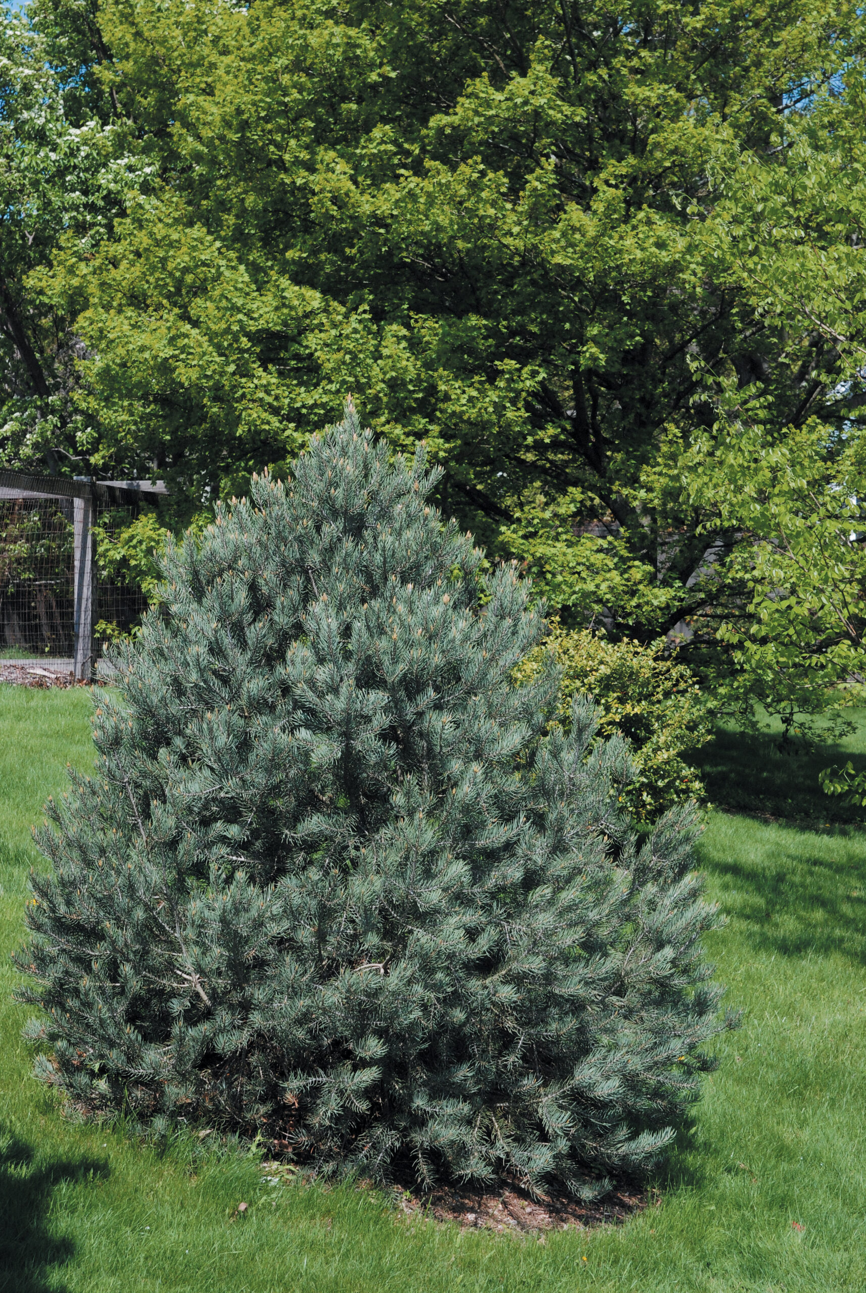 A color photo of Pinus monophylla.