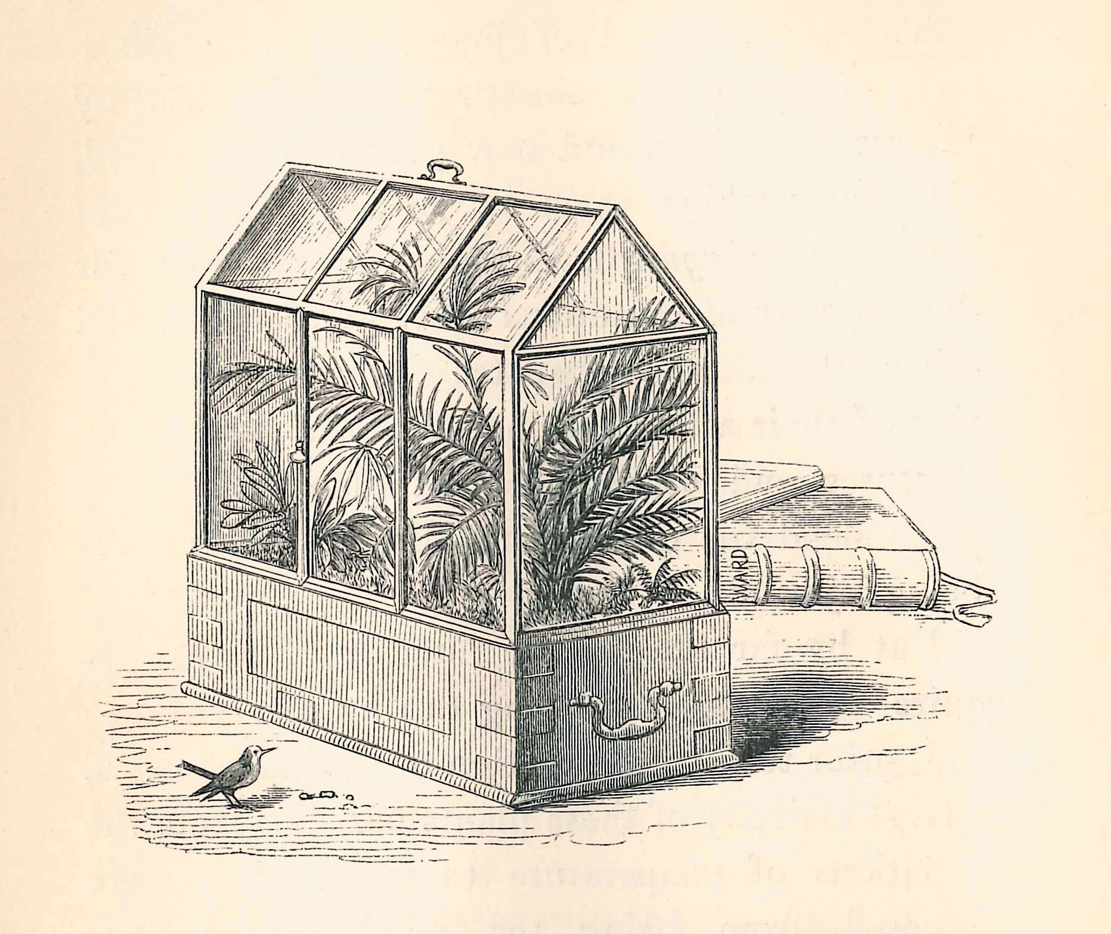 A sketch of a Wardian case.