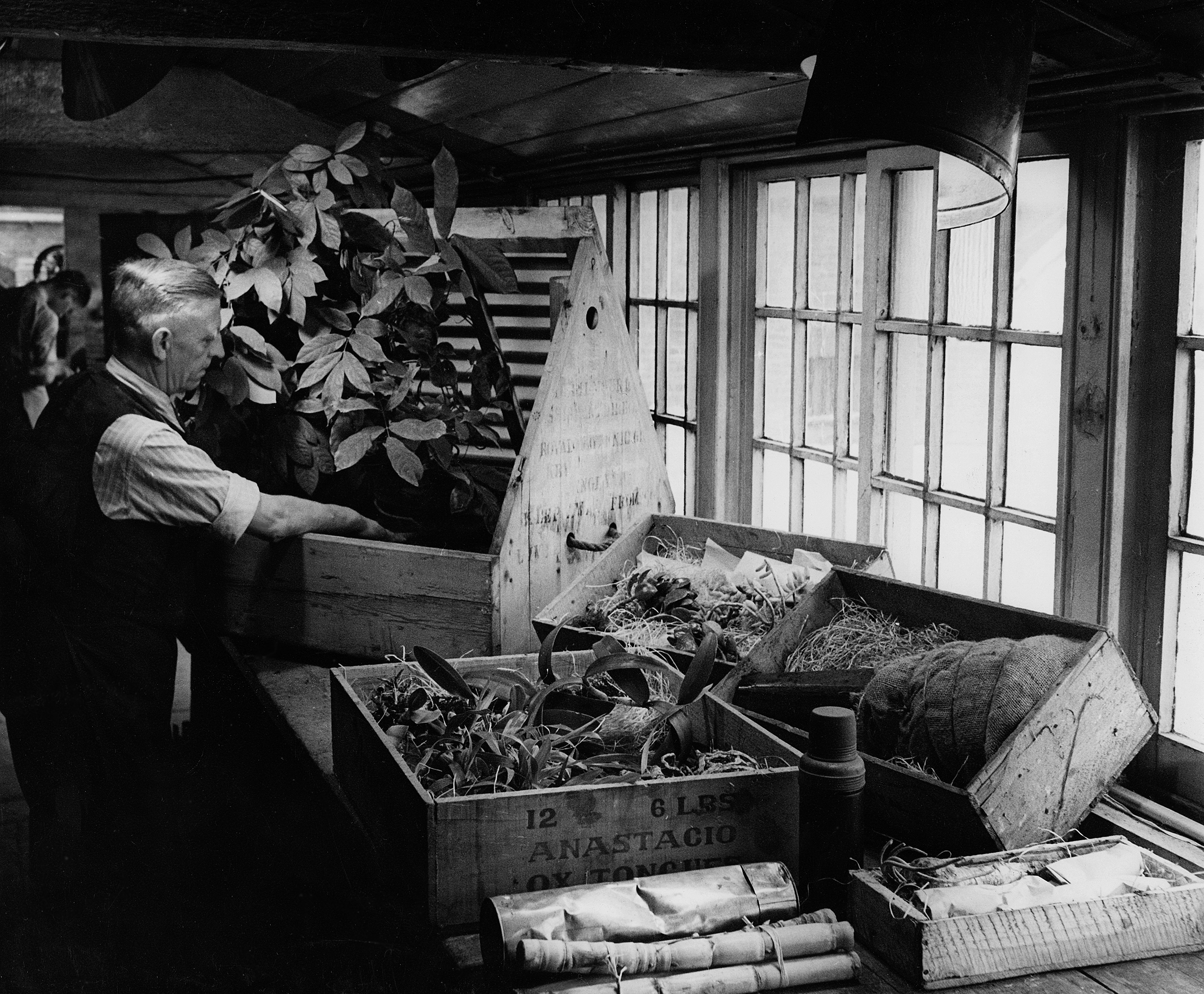 A black and white photo of a man unpacking a Wardian case.