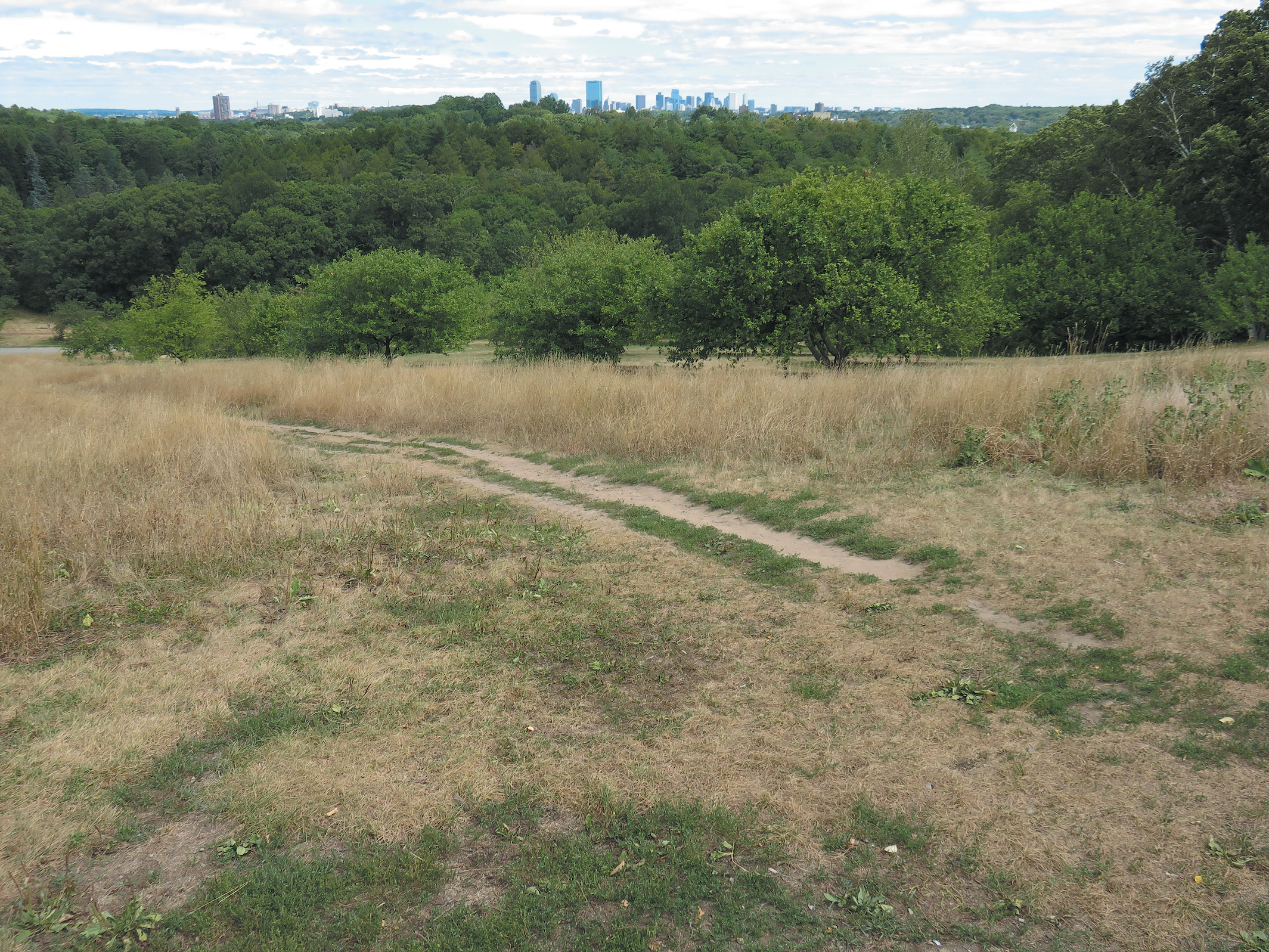 A color photo of a parched hillside.