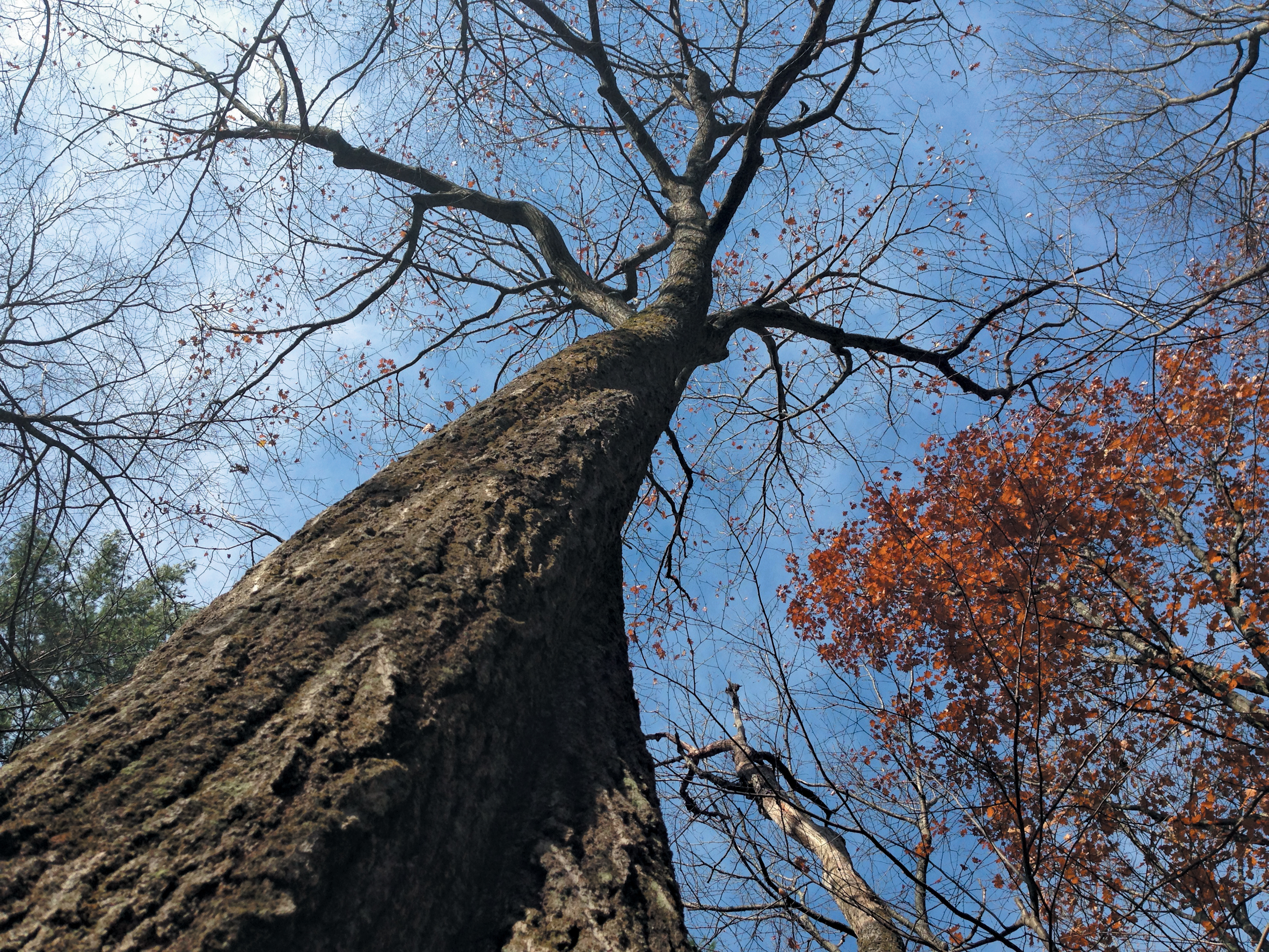 A color photo of the witness tree in autumn.