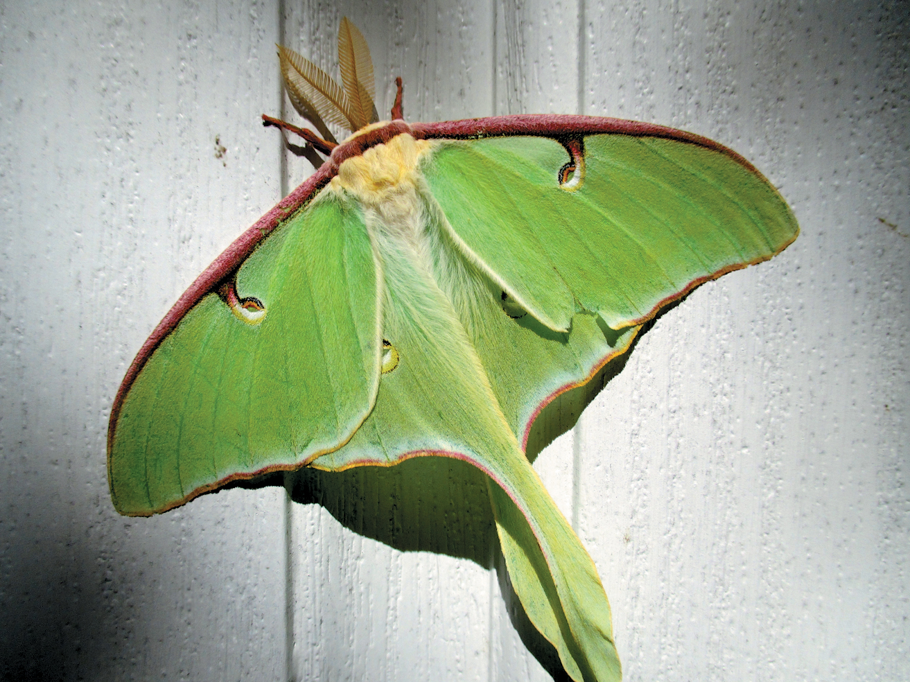 A color photo of a luna moth.