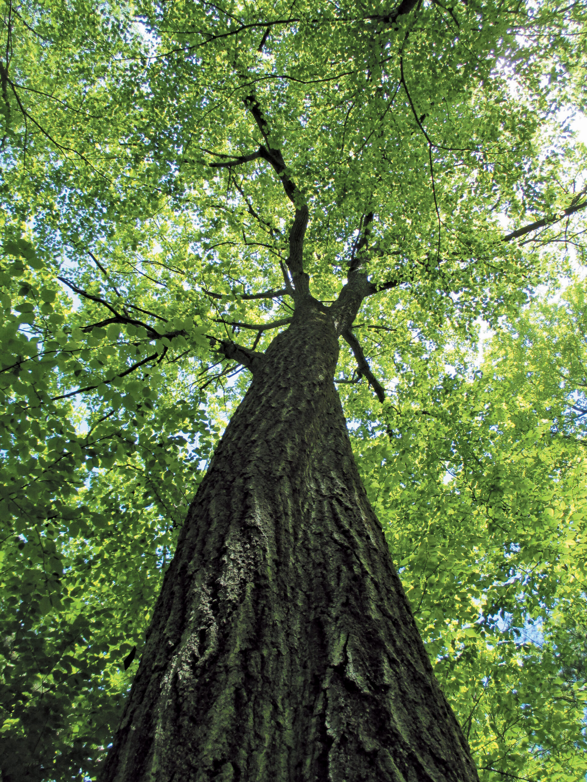 A color photo of the witness tree.