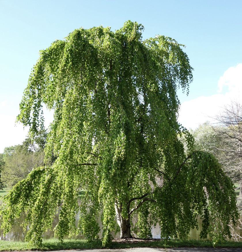 Cercidiphyllum japonicum 'morioka weeping' 134-98-B by Ned Friedman