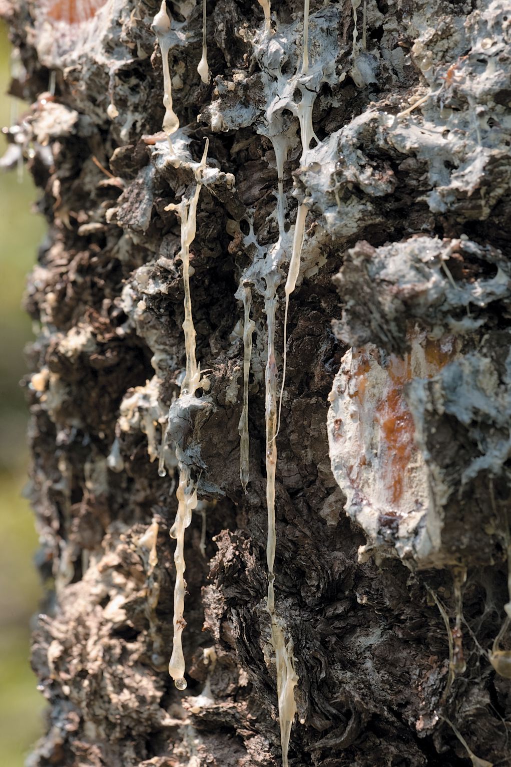 A color photo of a pine tree trunk.