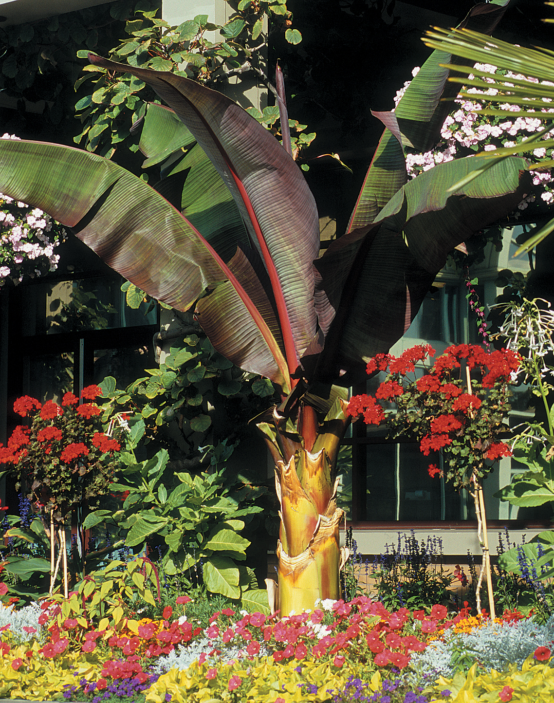 A color photo of flowers and tropical plants.