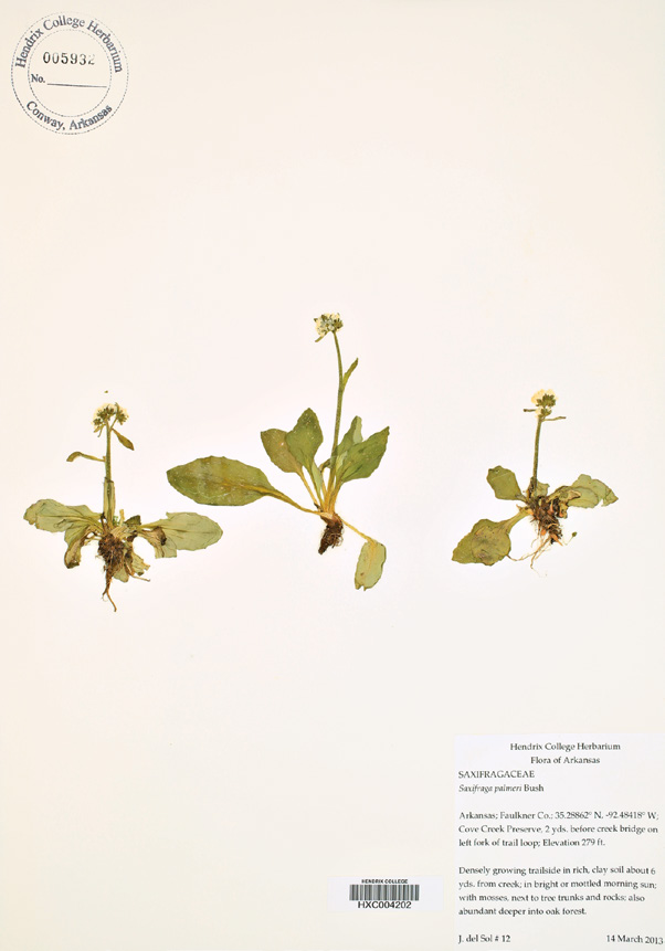 Photograph of herbarium specimen with three small plants