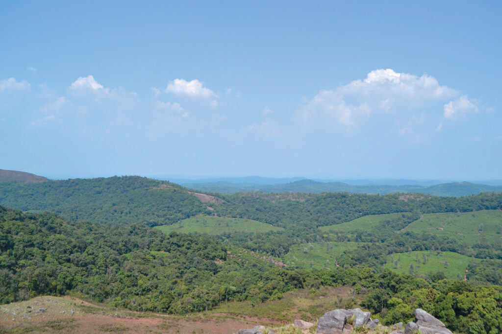 Altering Forests From Fungi to Forests: The Tale of Tropical Tree Diversity - Arnold ...
