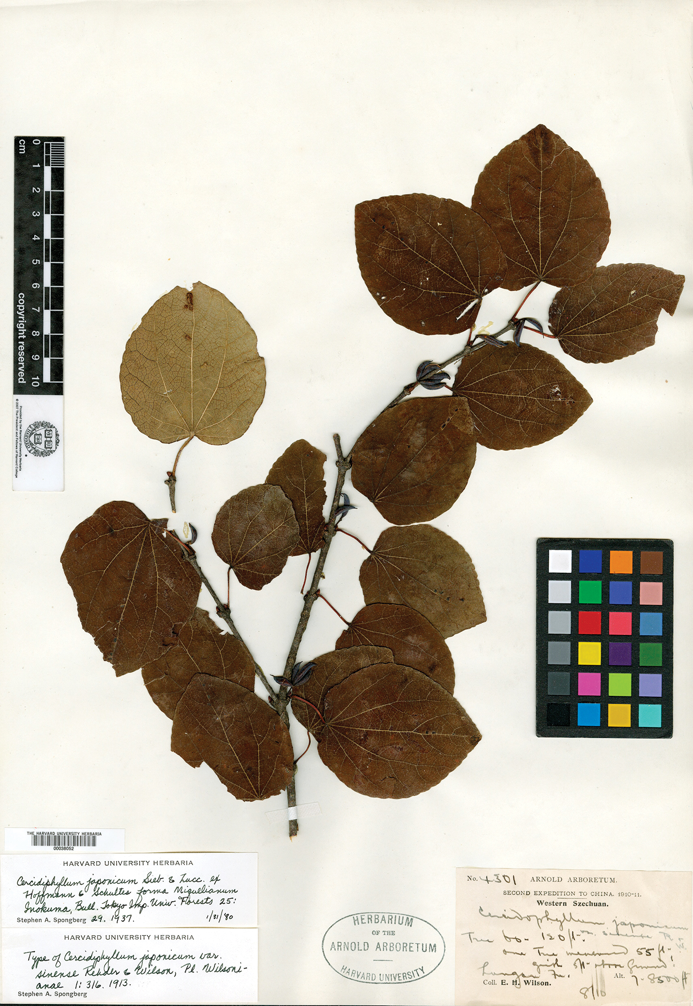 A color photo of an herbaria plant specimen.