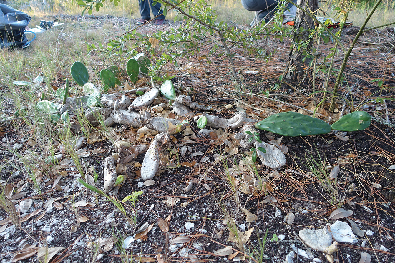 A color photo of a small prickly pear cactus.