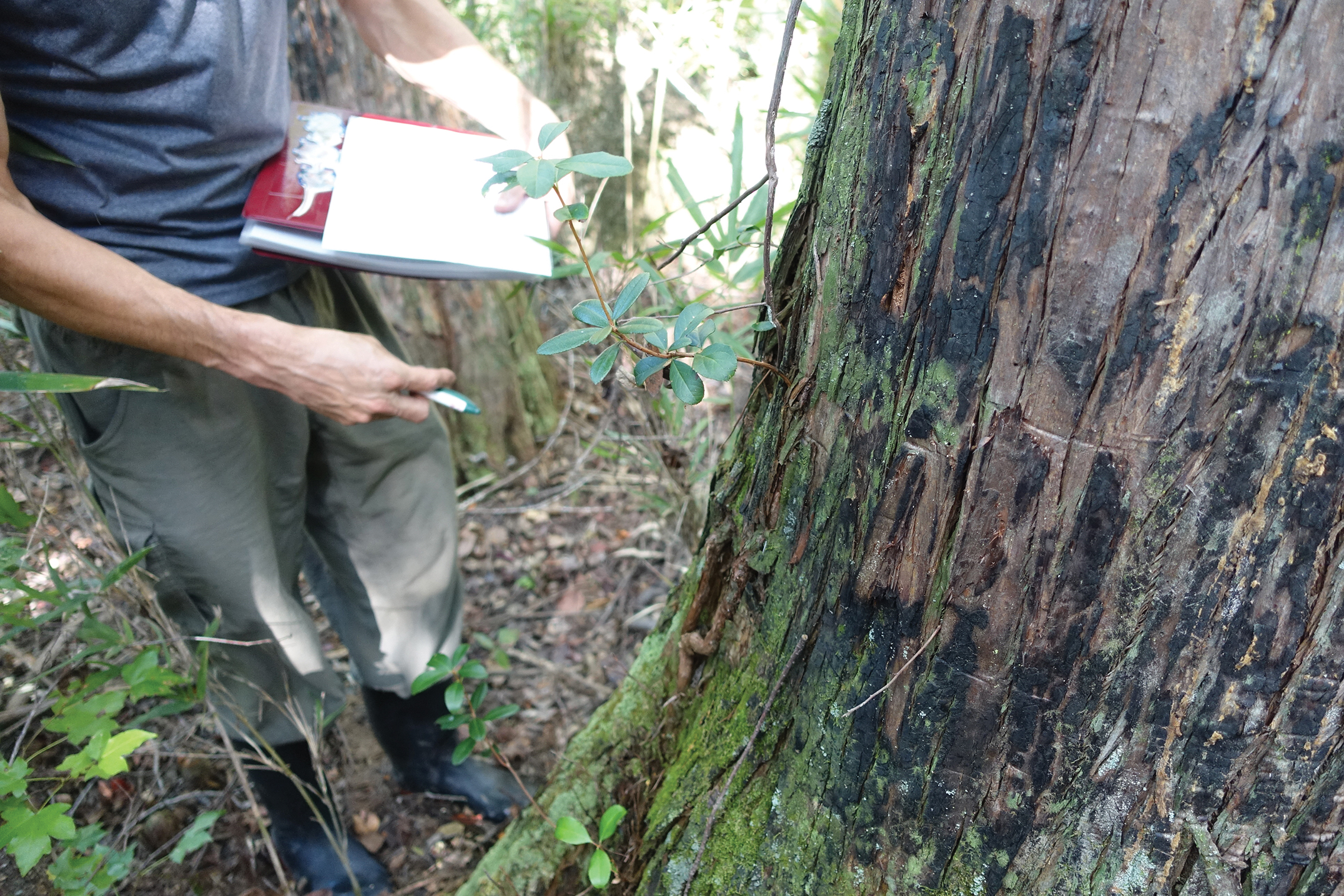 A color photo of the trunk of a pond cypress.