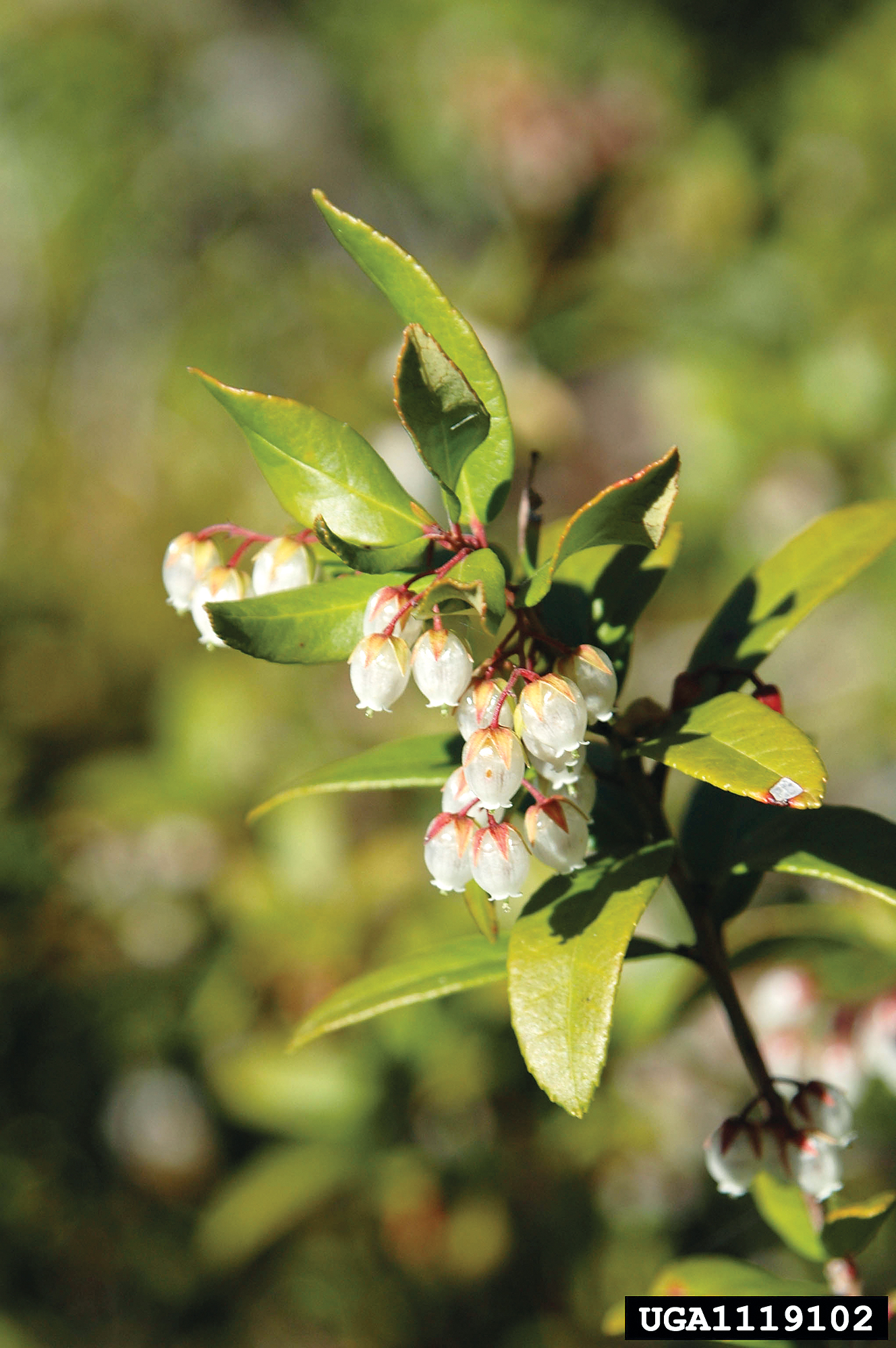 A color photo of Pieris phillyreifolia flowers.