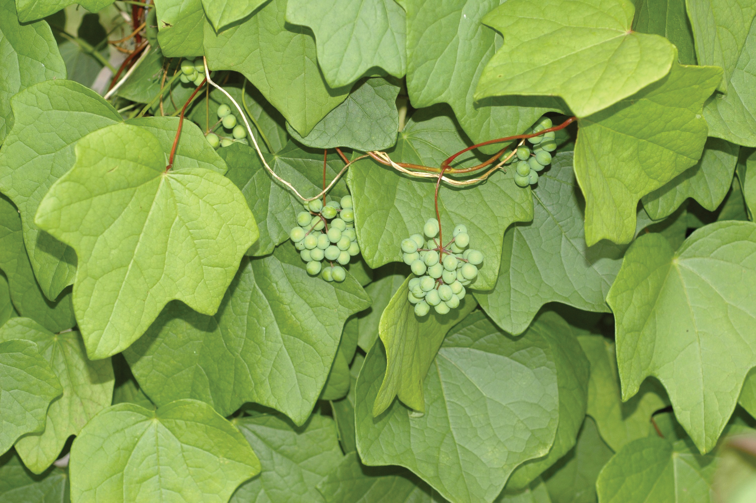 A color photo of moonseed foliage and fruit clusters.