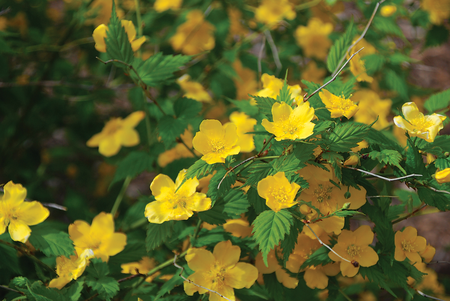 A color photo of kerria blossoms.