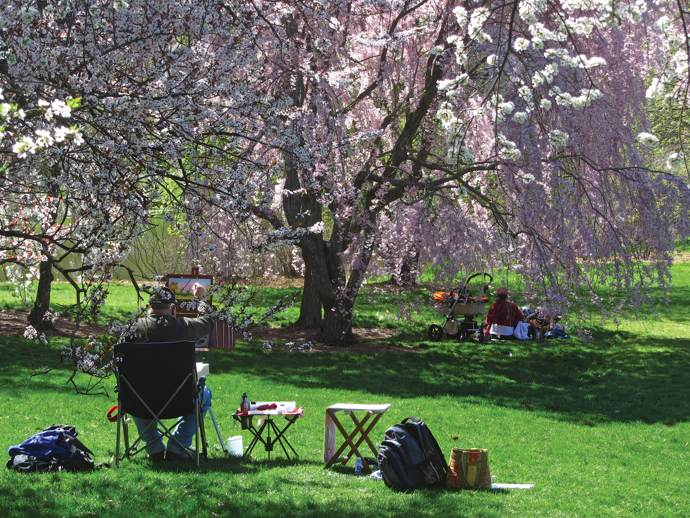 A color photo of a person painting a Japanese cherry tree.