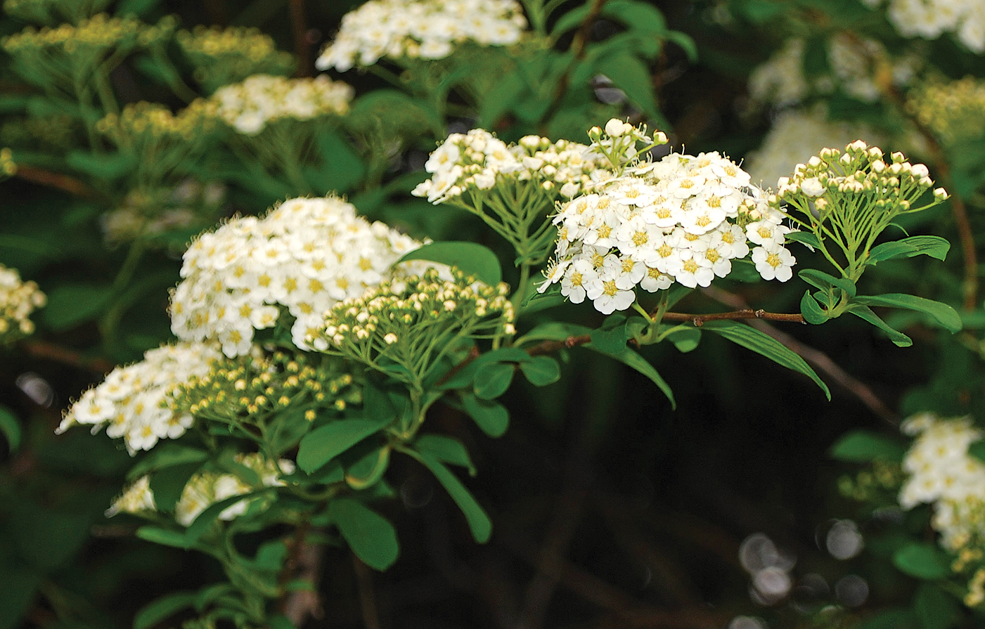 A color photo of Henry spirea.