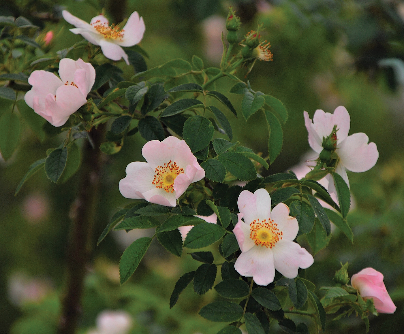 A color photo of Rosa zalana.