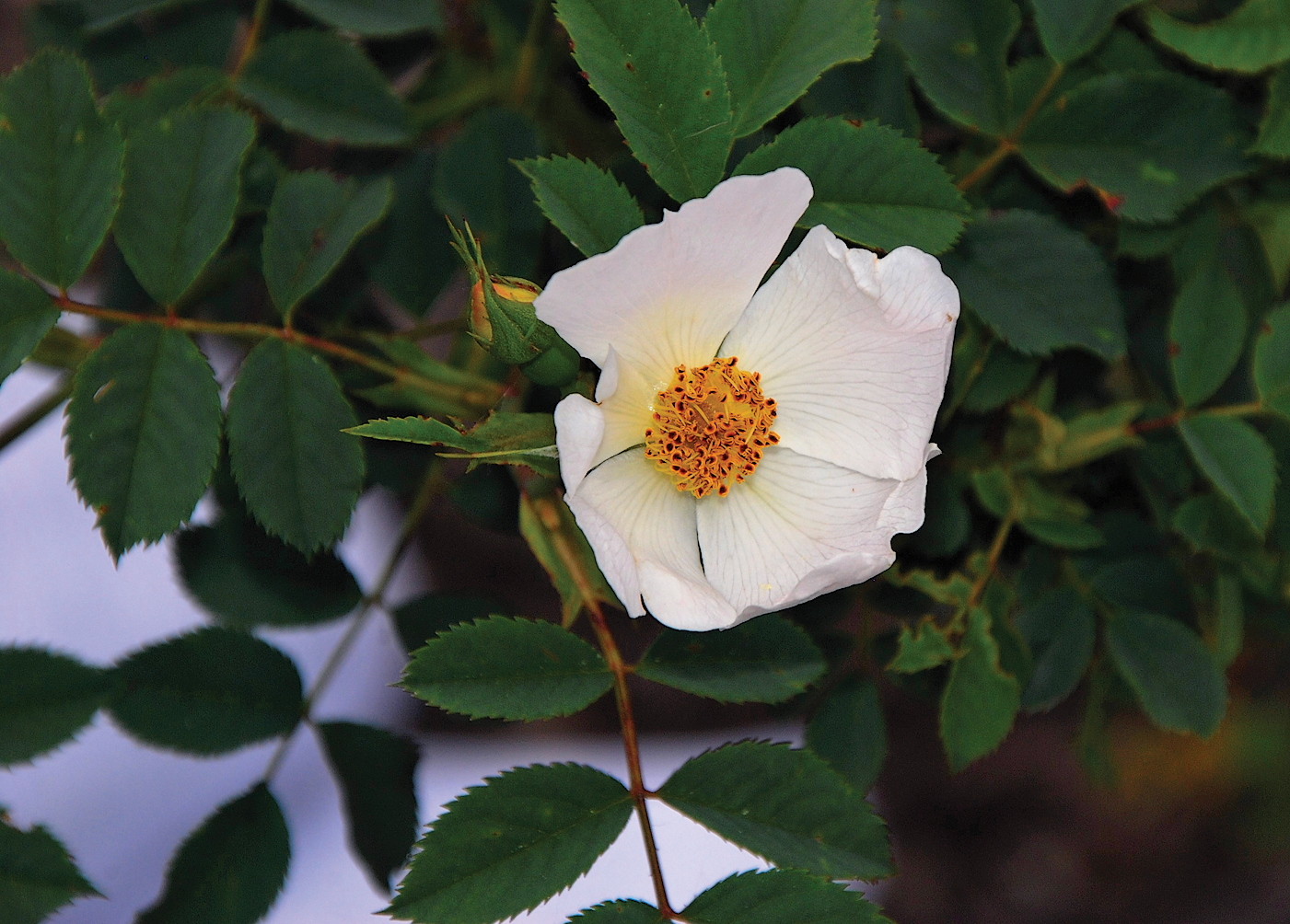 A color photo a drophip rose.