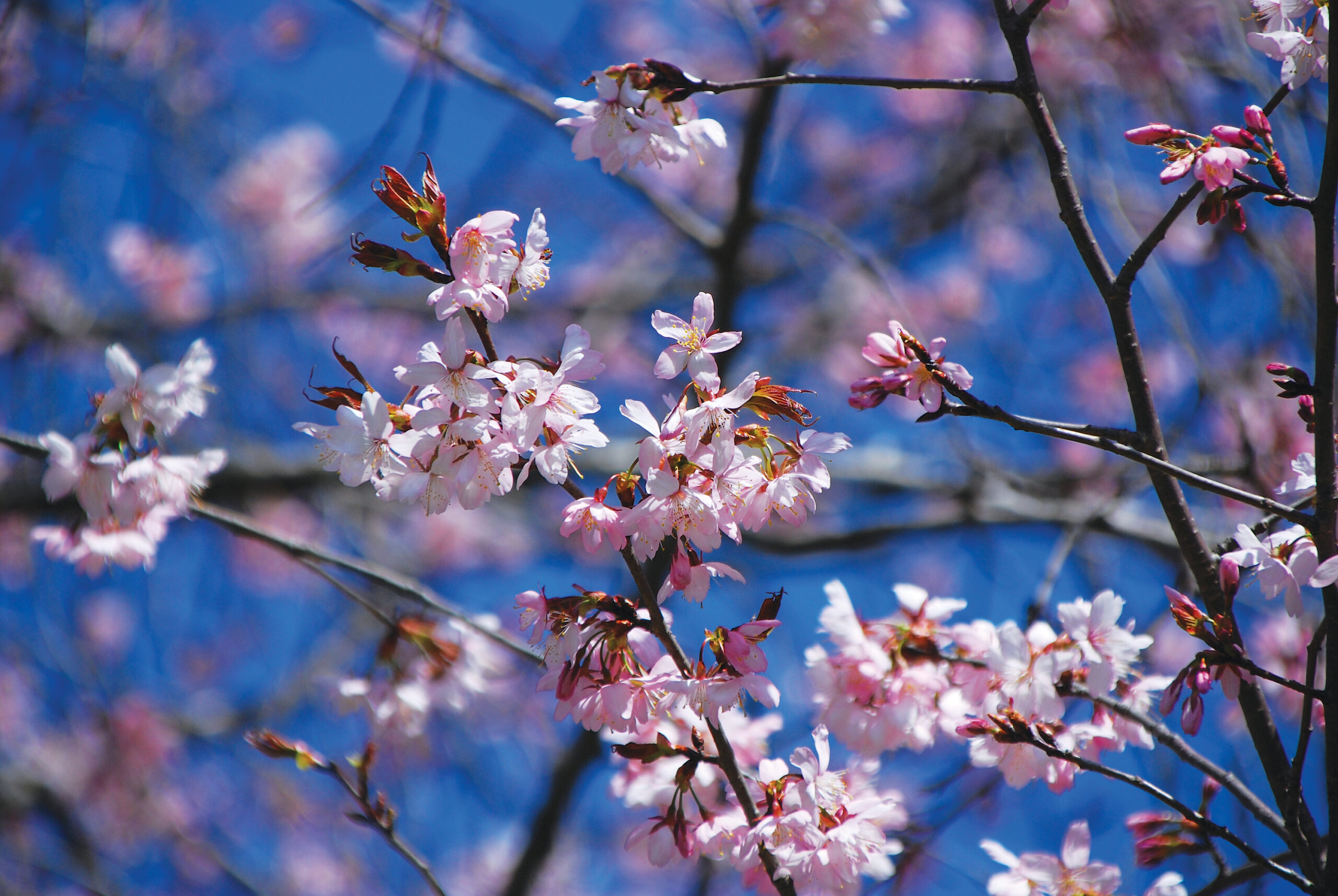 A color photo of cyclamen cherry.