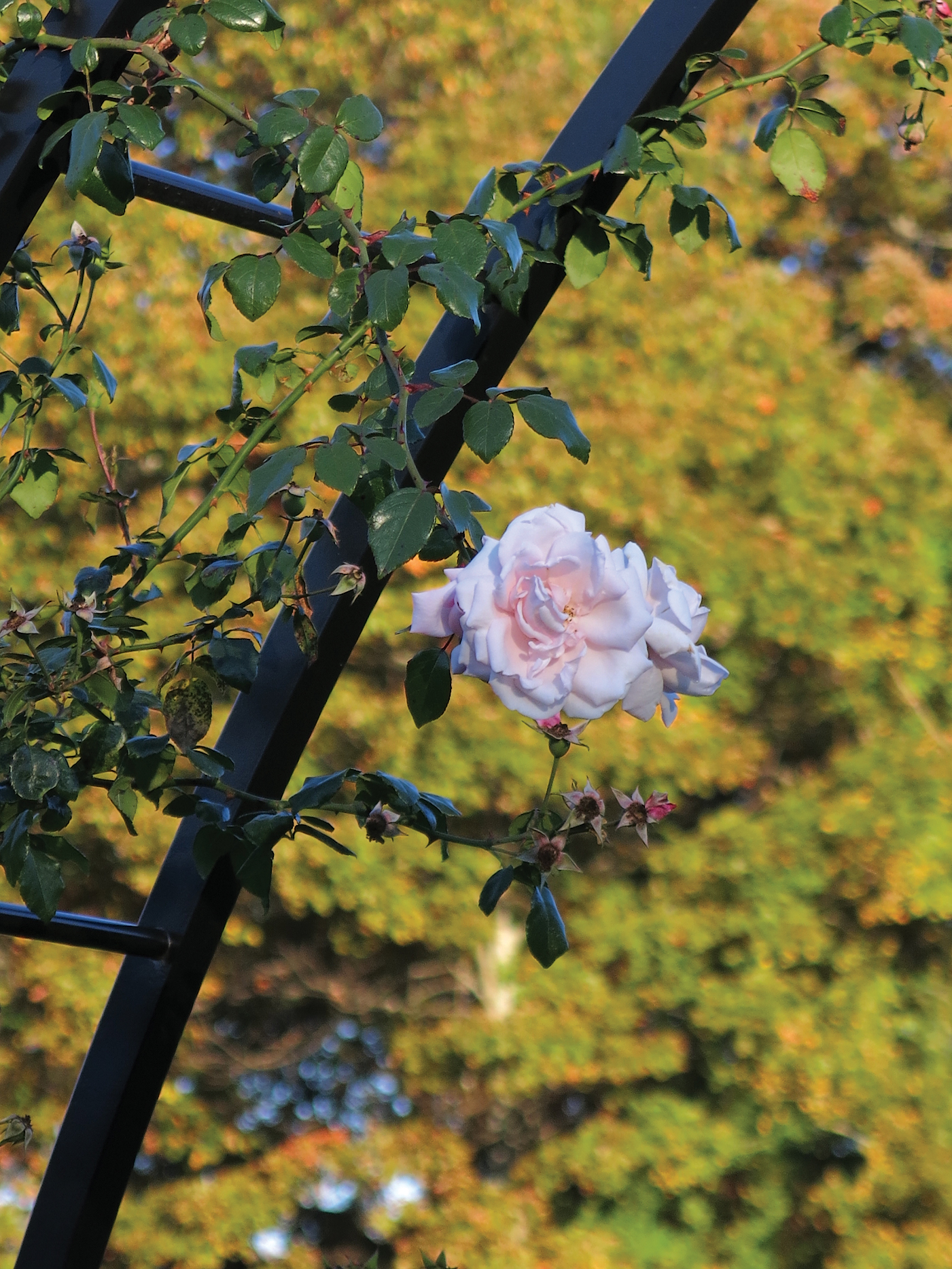 A color photo of a rose.