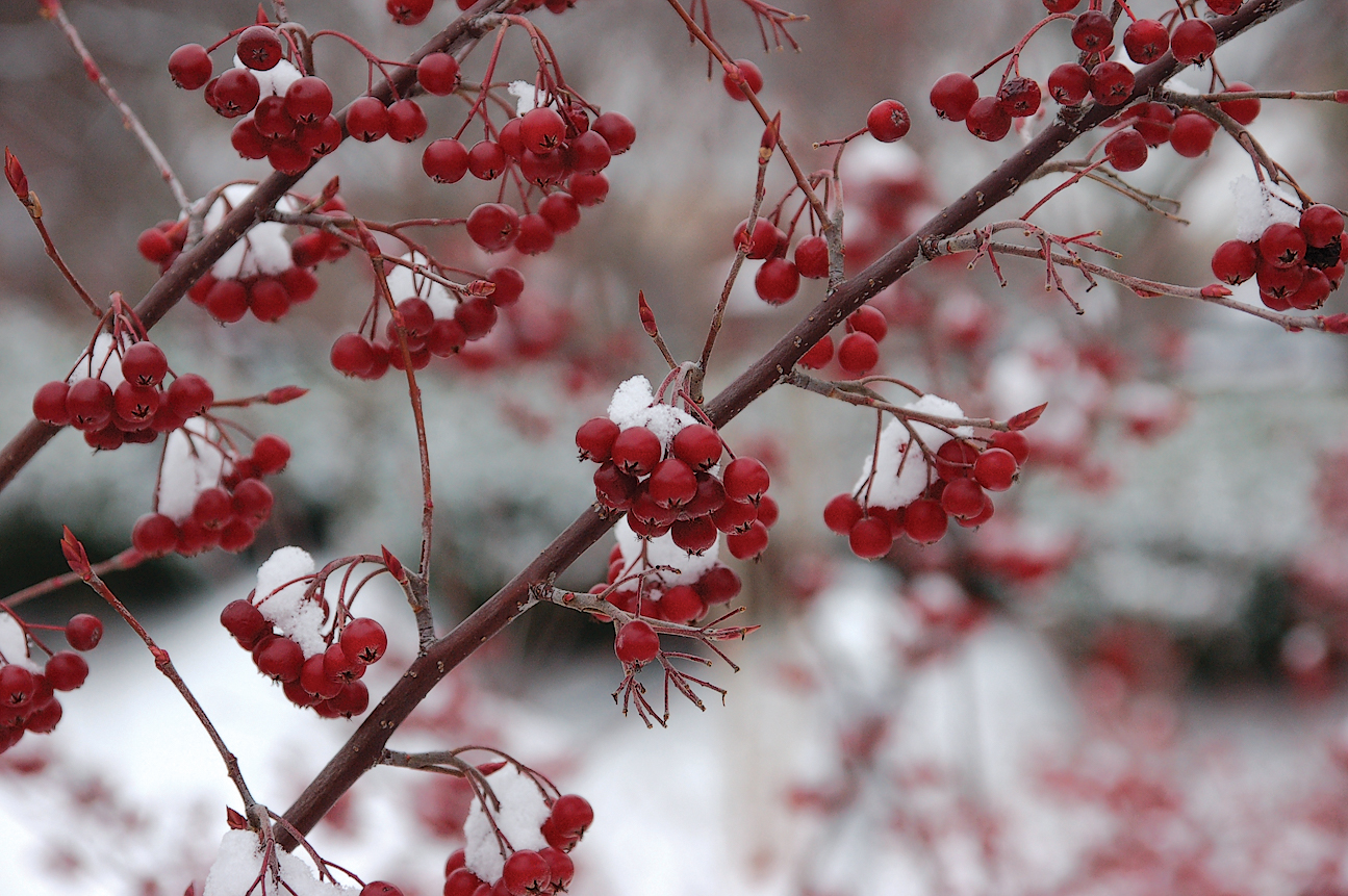 A color photo of red chokeberry fruits.