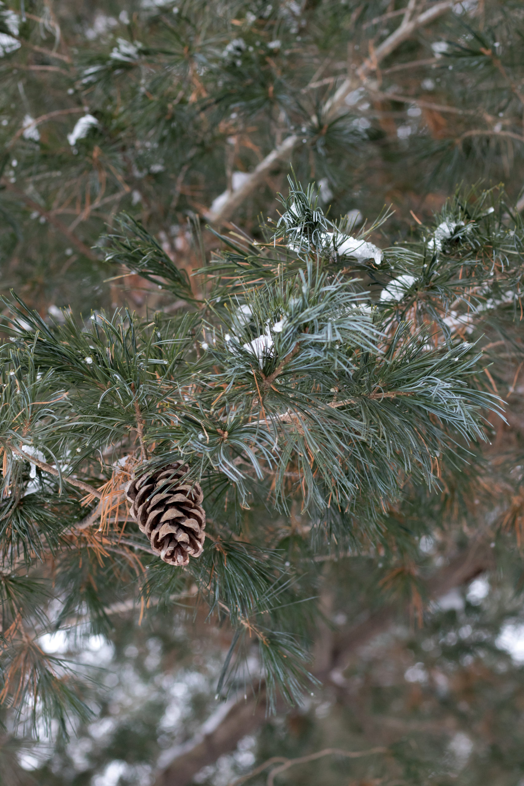 Larch Cones in Spring - Arnold Arboretum