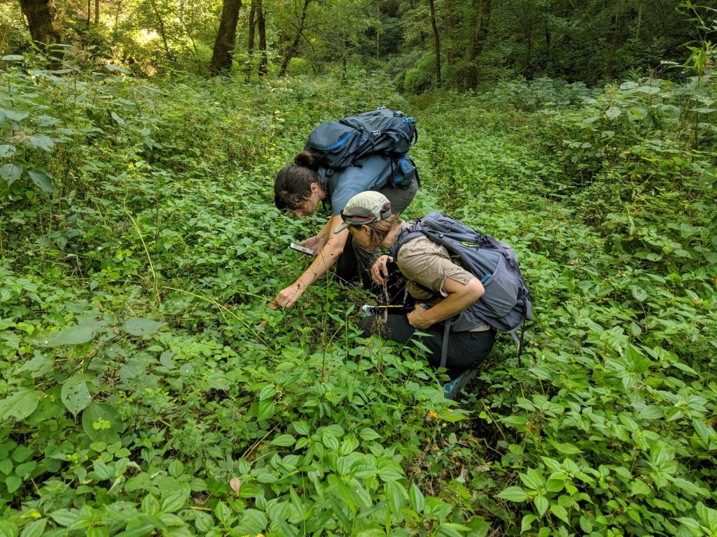 Identifying native herbaceous ground cover