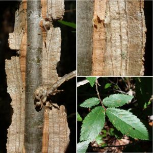 ulmus alata and winged bark