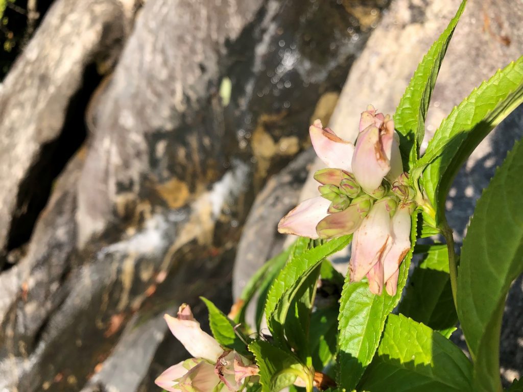 white turtlehead in Chatthoochee National Forest