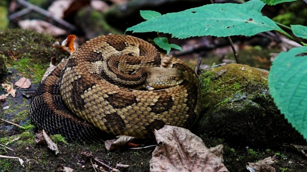 rattlesnake at Nantahala National Forest