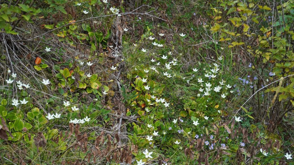 Parnassus growing at Nantahala