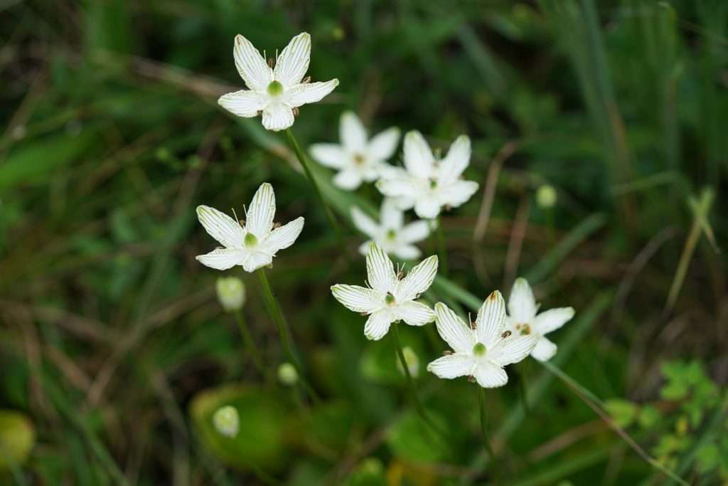 Close up of parnassus flowers