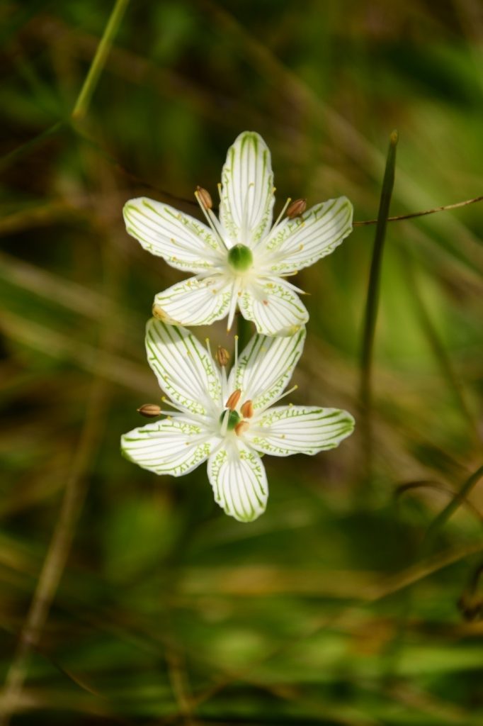 close up of petal variation in parnassus