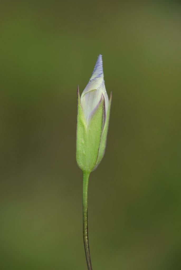 fringed gentian flower bud