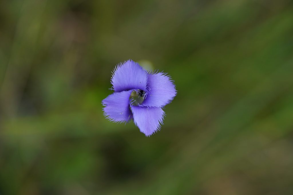 open flower of gentian at Nantahala