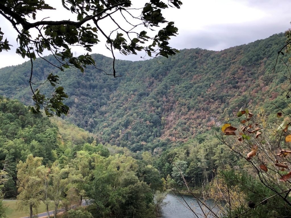 dead and dying hemlocks at Lake Watauga