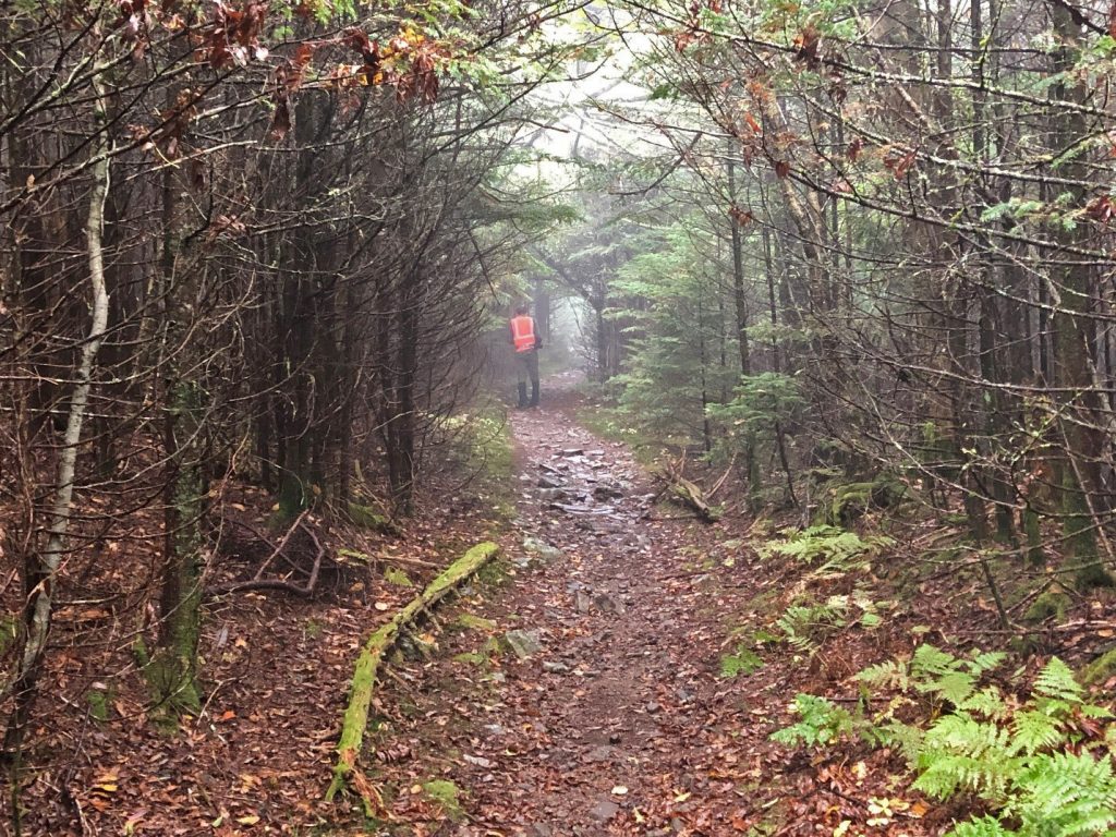 Fog and evergreen trees on the Appalachian Trail