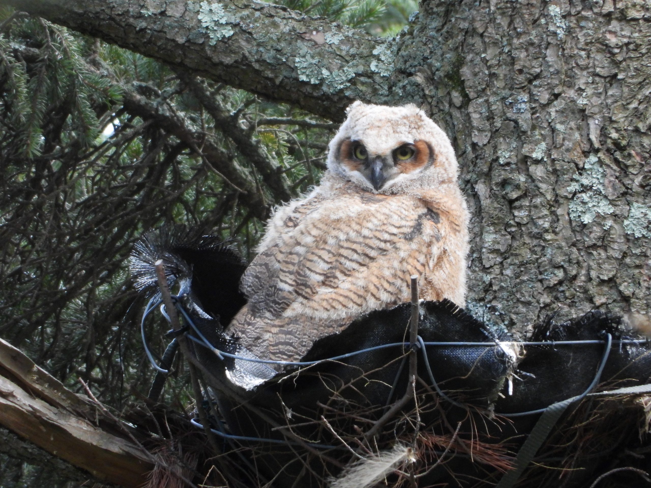 Wildlife Wednesday: Great-horned Owls